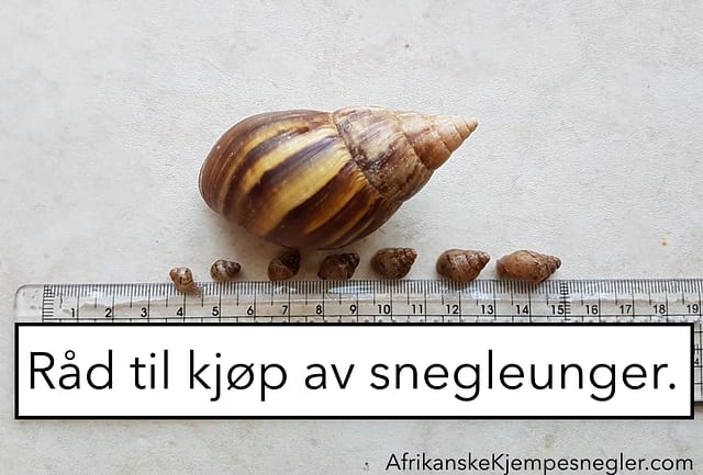 Rådbanner2